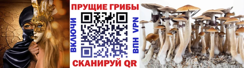 kraken онион  Белореченск  Галлюциногенные грибы мицелий 